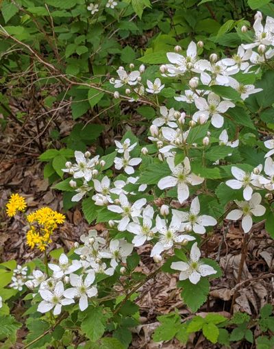 Blackberry flowers