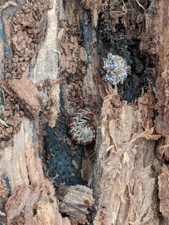 insect in log