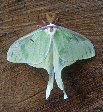 Luna moth