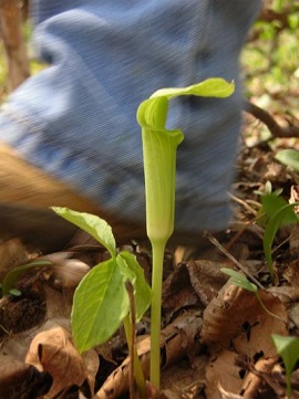 Pitcher plant