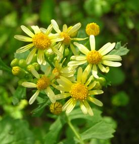 Daisies